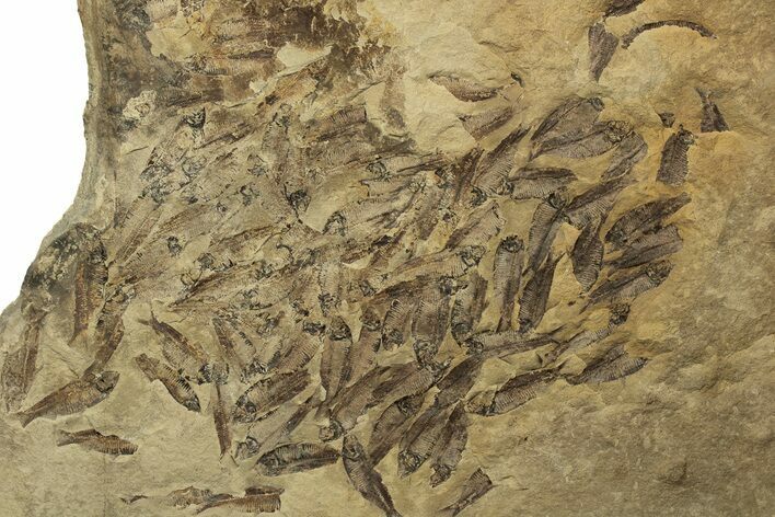 Fossil Fish (Gosiutichthys) Mortality Plate - Wyoming #212121